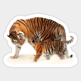 Mom and baby tiger on snow Sticker